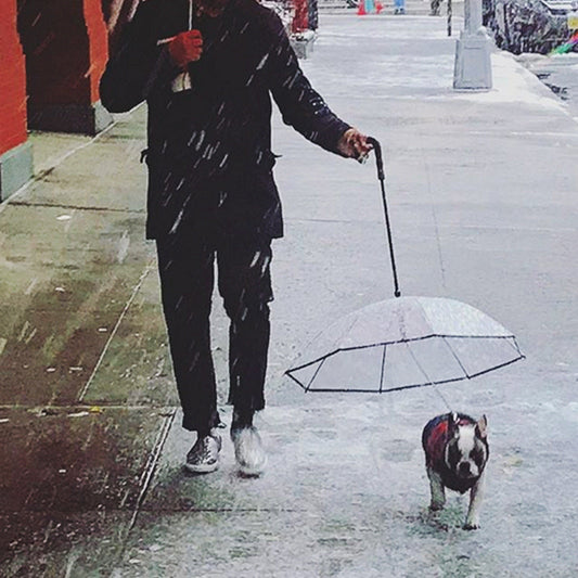 Transparent Pet Umbrella for dogs